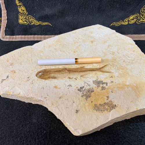 特價精品純天然遼西魚化石狼鰭群魚全國包郵，化石愛好者的絕佳收藏